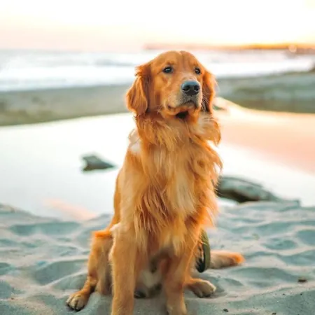 Holiday home Idyllic Cornish Cottage, Superking Bed, Private Garden Dogs Welcome *
